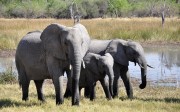 okavango delta safari
