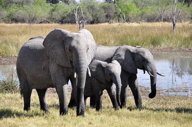 okavango delta safari