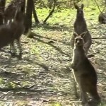 Tidbinbilla Nature Reserve