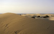 Reserva Natural Especial Dunas de Maspalomas, Gran Canaria