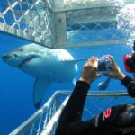 shark-cage-diving-in-south-africa
