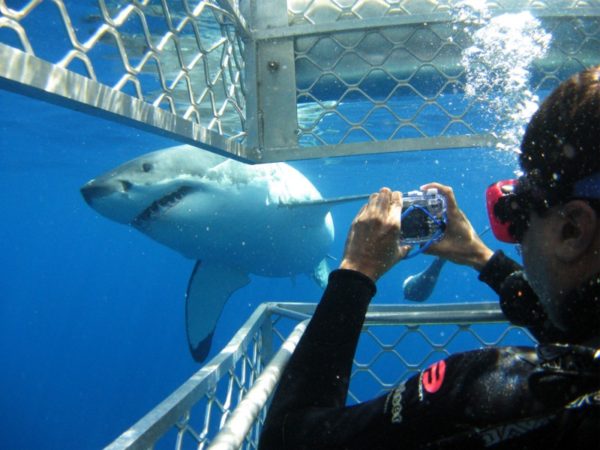 shark-cage-diving-in-south-africa