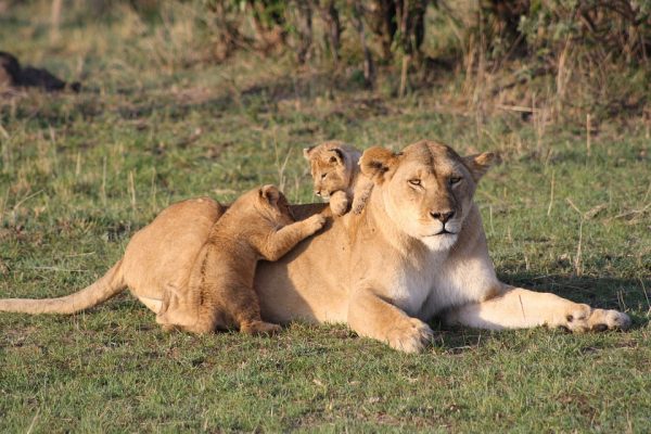 Masai Mara safari