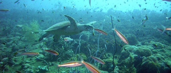 Great Barrier Reef in Australia