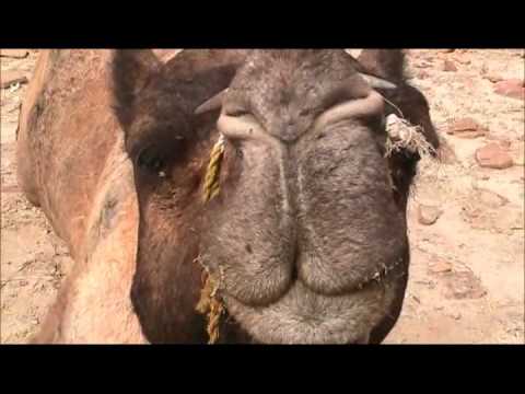 Stylish places Style your travels – Desert Safari in Rajasthan