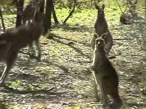 Tidbinbilla Nature Reserve